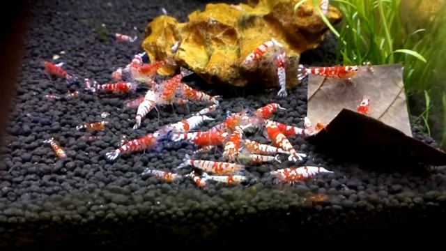 Fancy Tigers Caridina Shrimp feeding on Dennerle Protein. смотреть онлайн