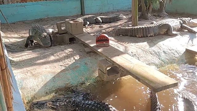 How Fast Are Alligators