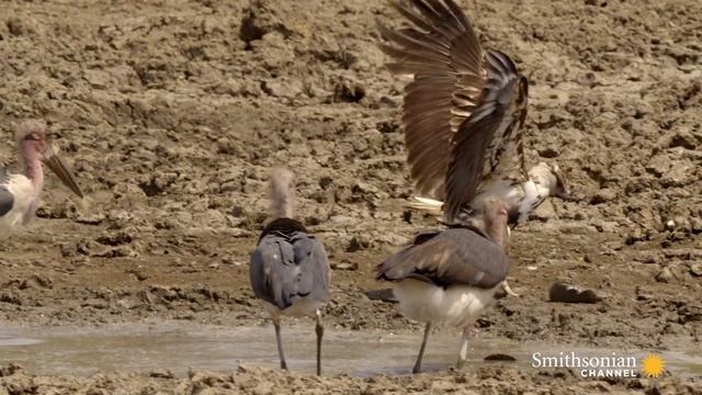Undertaker Birds Defend Their Catch from an Eagle смотреть онлайн