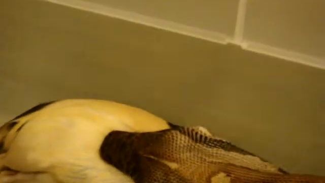 Feeding Video. Part 2. July 12, 2010.