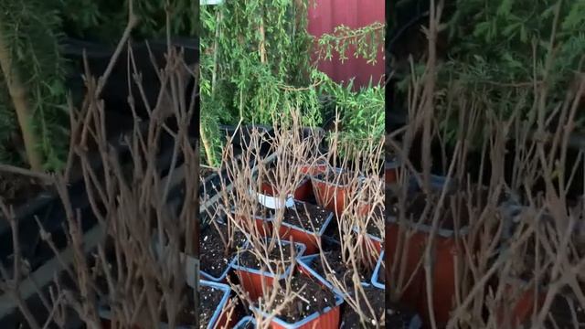 Новинки Часть 3 Микробиота, пузыреплодник, можжевельник, крушина, спиреи, барбарисы смотреть онлайн