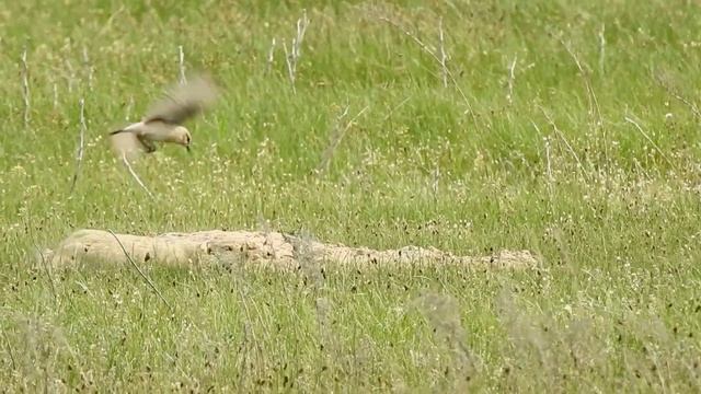 Каменка-плясунья бьет суслика смотреть онлайн