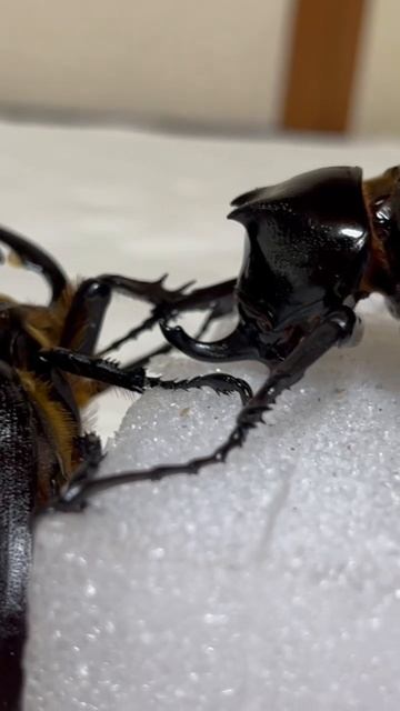 チビでもサタンオオカブトなら追い払えるコーカサスオオカブトくん смотреть онлайн
