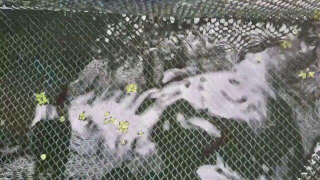 como reproduzir barbo sumatra | como criar o barbo смотреть онлайн