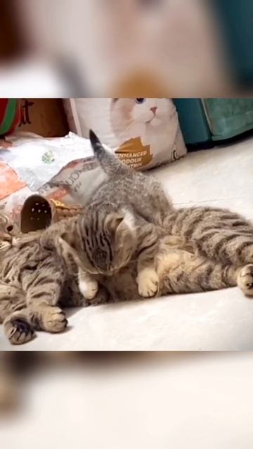 Cute kitten exercises her ears #cat #catvideos #cute #pet #funny #kitten #cutecat #shorts #fyp смотреть онлайн