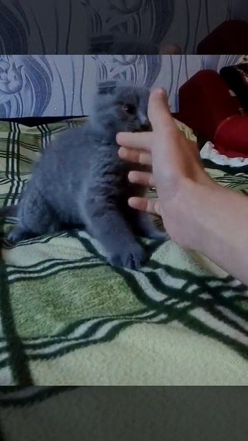 Шотландский котенок грызун смотреть онлайн