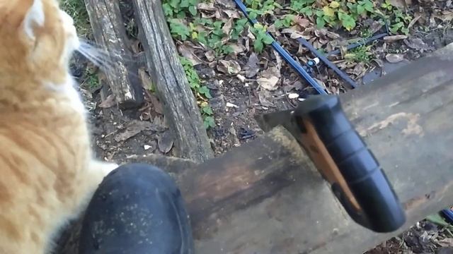 Рыжик - помощник или помеха в труде? Он - ходячий отдых и развлечение. смотреть онлайн