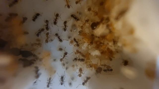 Pheidole Pallidula Ep-1 - now in ultra high defiition. смотреть онлайн