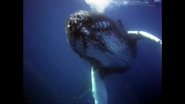 Diving with Whales - Ambient Sounds 1 hour смотреть онлайн