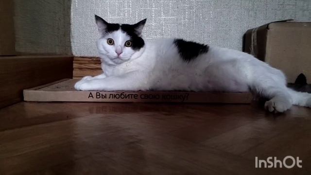 Когтедрал­ке рад безумно😻 смотреть онлайн