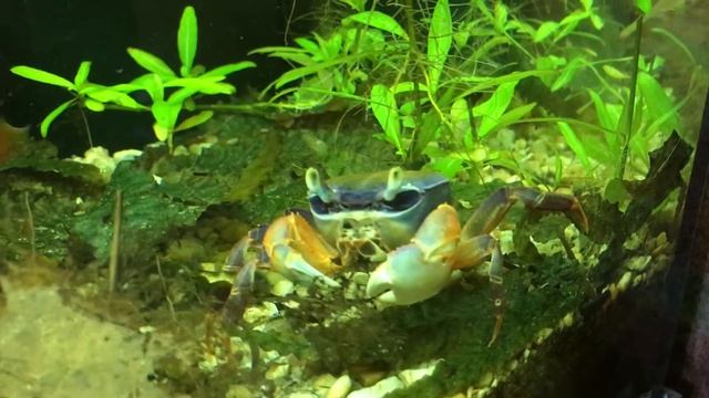 Mangrove krab crab / Cardisoma Armatum / Tri-color crab / Rainbow crab / Arnie смотреть онлайн