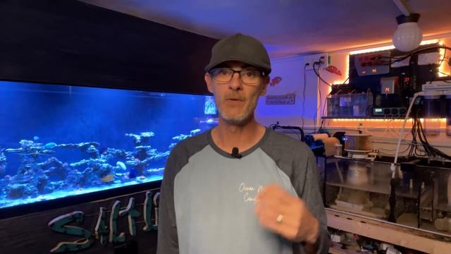 How To Care For The Foxface Tang (Foxface Rabbit Fish) A Beautiful Fish With A Painful Sting смотреть онлайн