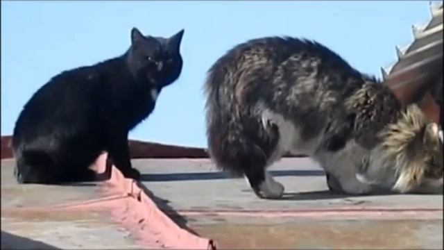 Разборки котов. Крик кота