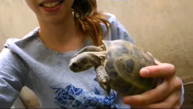 🐢Мои черепашки🐢Видео о моих черепашках🐢 смотреть онлайн