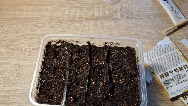 Как сажать тунбергию. Выращиваем тунбергию из семян. смотреть онлайн