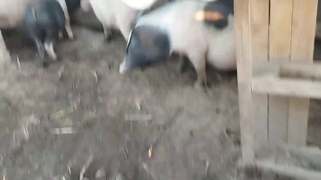 хозяйство в деревне, свиньи, поросята, птица 🐦 смотреть онлайн