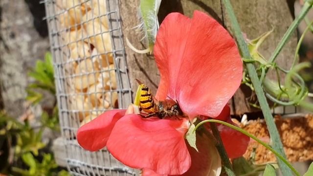 Lathyrusbij - video #4 смотреть онлайн