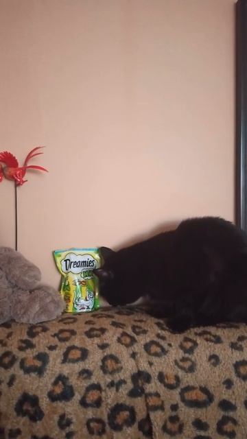 реакция кота на дримис с мятой😾 смотреть онлайн