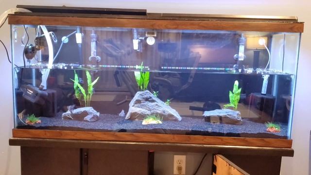 How to do aquarium water change 55 gallon tank Seachem Prime and stability added before tank fill u смотреть онлайн