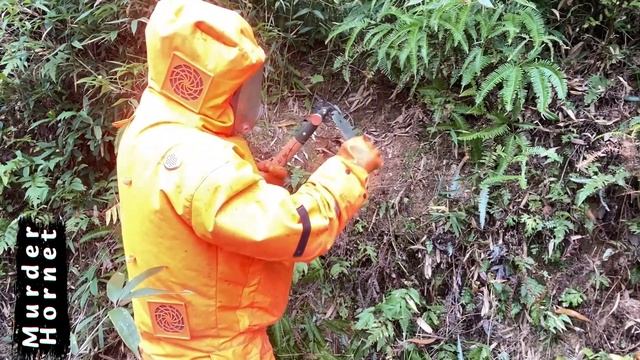 KILLING WASP NEST,GIANT MURDER HORNET NEST REMOVAL,VESPA MANDARINIA,ASIAN HORNETS смотреть онлайн