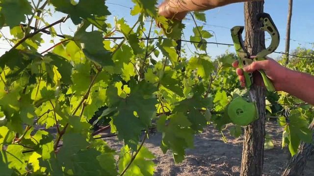 Подвязка Винограда после Возвратных Заморозок смотреть онлайн