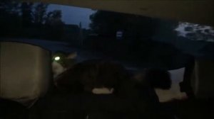 Тра-та-та, тра-та-та! Мы везём с собой кота!