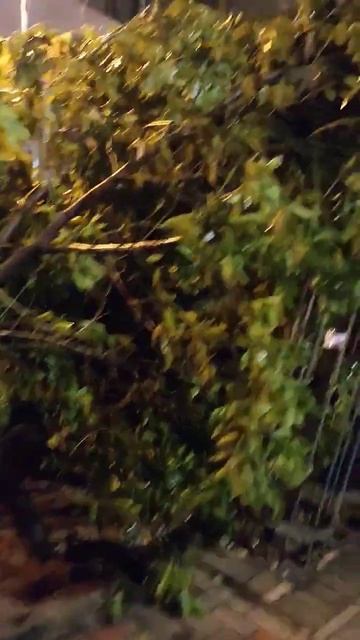 After the super typhoon Saola#nature смотреть онлайн