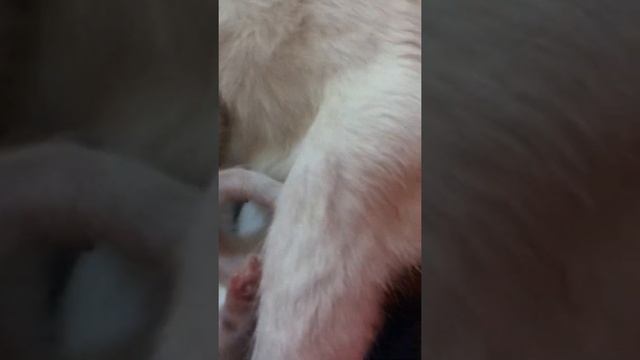 Сочи. Котята красивые. В Добрые руки.89182070046 смотреть онлайн