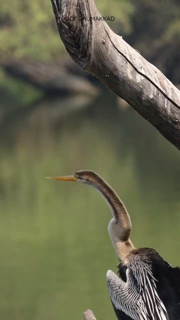 Darter ..Snake bird … #moodyghumakkad #rajasthan #youtubeshorts #youtubeshort #youtubeindia смотреть онлайн