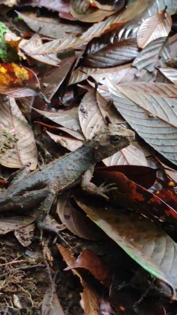 Wow 🦎Lizard🥶🤯 #wildlife #reptiles #beardeddragonlizard #animals #alligator #shorts #music #song