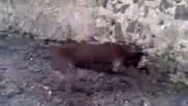 Притравка по Бурсуку.3gp смотреть онлайн