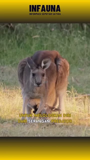 Fakta Unik Kanguru | Tega Mengorbankan Anaknya #infauna #edukasi смотреть онлайн