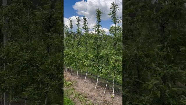 Яблоневый сад, 3-й год после посадки. Сорт Голден Делишес смотреть онлайн