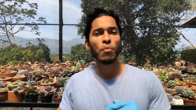 4 - Qual é a iluminação ideal para cultivar suculenta? смотреть онлайн