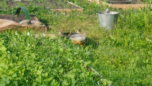 Птичийобед смотреть онлайн