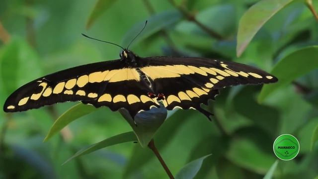 Mariposa Cometa Golondrina Gigante. смотреть онлайн