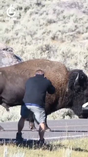 Ellen Alexander - Bison 🦬 #shorts #viral #youtubeshorts #trending #foryou #bison #animals #wildlife смотреть онлайн