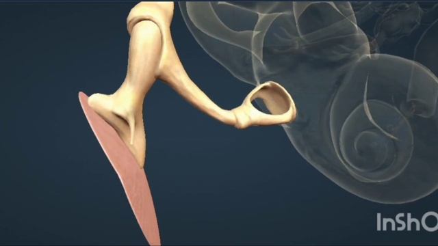 Ear overview смотреть онлайн