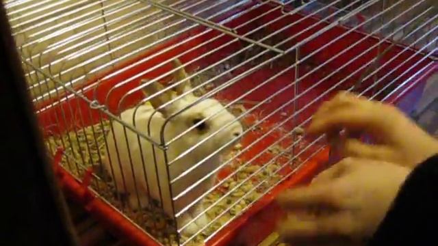 бешенный кролик)))