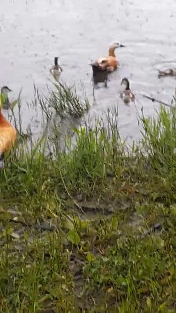 Утки огари с птенцами в дождь на пруду Реутова смотреть онлайн