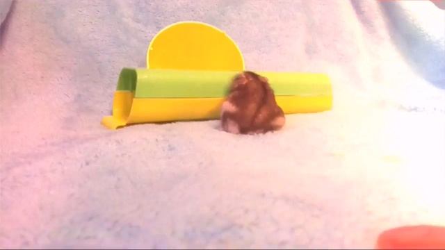 Хомячки/ 1 ВИДЕО смотреть онлайн