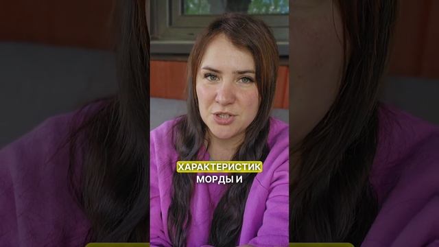Если лошадь кусается смотреть онлайн