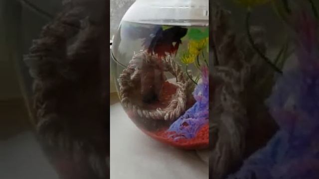 Как играйут риби