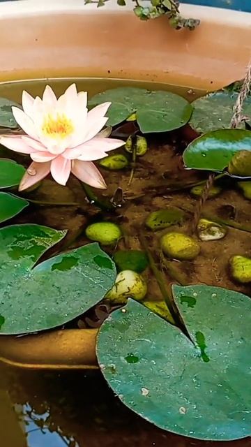 My" First Water Lily"(Peach Colour🍑) bought in Amazon is Blooming now 🤩🤩🤩🤩🤩😘😘😘😘😘 смотреть онлайн