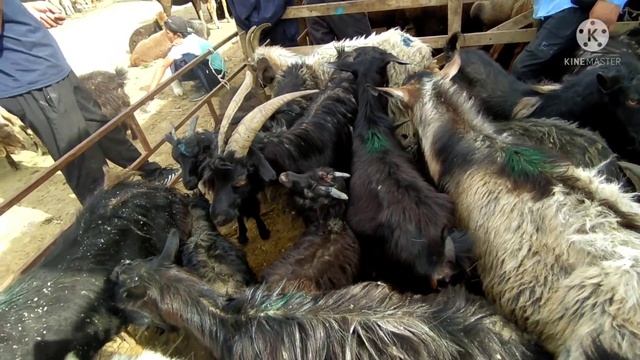 ЧОП кымбаттап Кой баасы тушо баштаптыр Пригородный мал базары 4-июнь смотреть онлайн