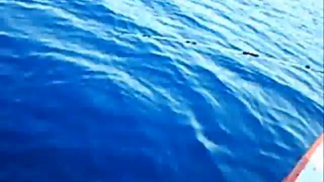 0035 mercan Axillary Gilthead Seabream balık Dentex Common Pandora fishing смотреть онлайн