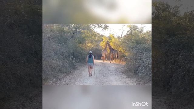 Walking with giraffe in Africa смотреть онлайн