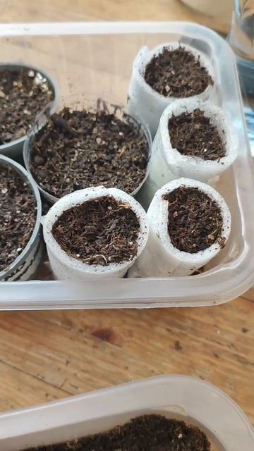 Посев Гацании в самодельные стаканчики #shortsvideo #гацания #рассада смотреть онлайн