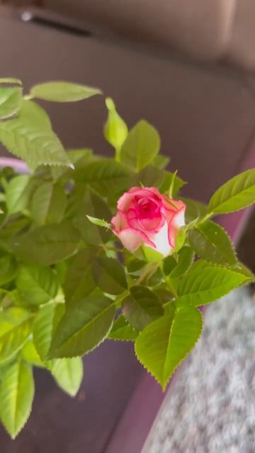 Miniature roses indoors #shorts #asmr #prettyflowers #ばら смотреть онлайн