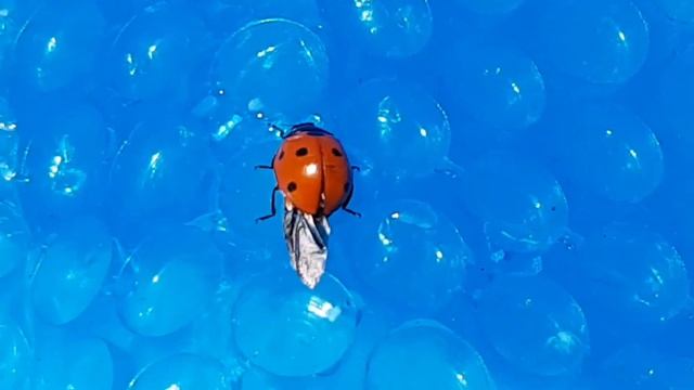 La coccinella in piscina смотреть онлайн